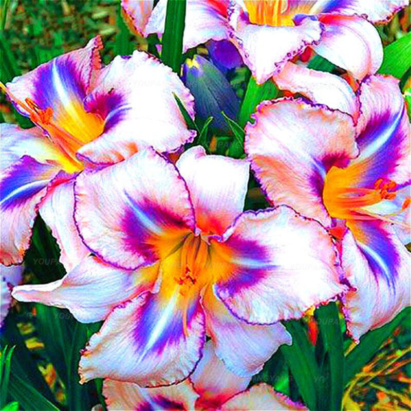 Rose Rare Lily Fleur Graines Lily Graine Plante De Jardin Rose Lily Fleur Graines Bonsai