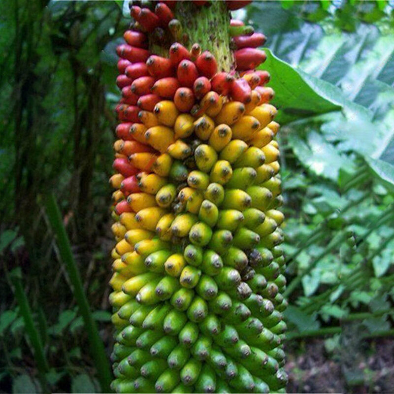 Egrow 100 Teile Beutel Zwerg Colorful Banana Samen Partikel Topf