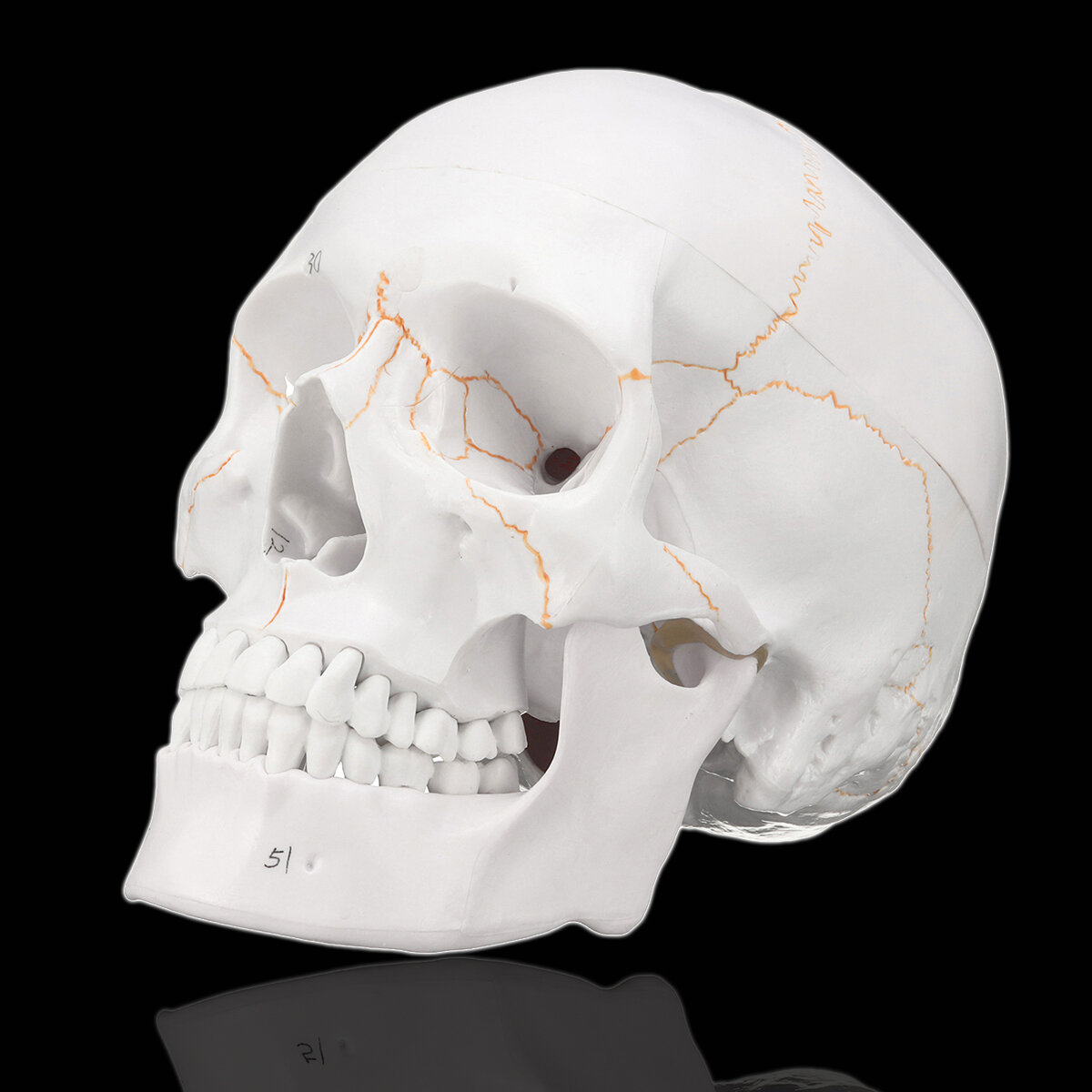 1 Lebensgrossen Menschlichen Kopf Schadel Skelett Anatomie Modell 1