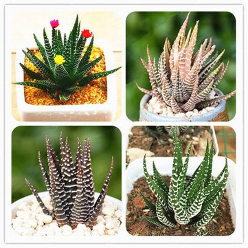 Egrow 100 Pcs Sac Haworthia Fasciata Graines Aloe Vera Graines Succulentes Plantes Graines Fleur Bonsaï